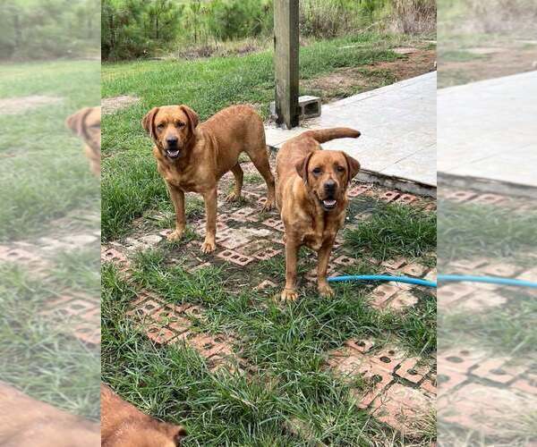 Medium Photo #3 Labrador Retriever Puppy For Sale in PINE HILL, AL, USA