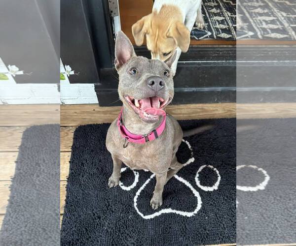 Medium Photo #5 Mutt Puppy For Sale in Greenville, SC, USA