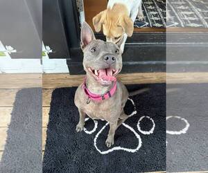 Gimlet - Female Mutt Dog for Adoption - Photo #5