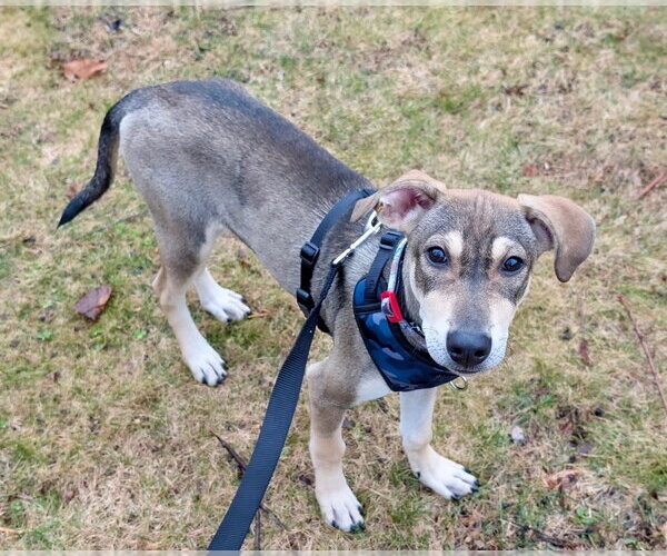 Medium Photo #2 Beagle-Unknown Mix Puppy For Sale in Jefferson, NJ, USA