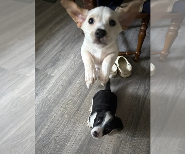 Medium Photo #2 Jack Chi Puppy For Sale in Holly Springs, NC, USA