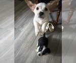 Small #1 Jack Chi