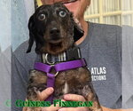 Small #13 Dachshund