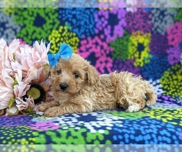 Medium Photo #5 Bichpoo-Poodle (Miniature) Mix Puppy For Sale in KIRKWOOD, PA, USA