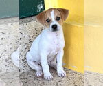 Small #1 Chihuahua Mix