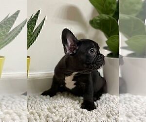 French Bulldog Puppy for sale in JOHNS ISLAND, SC, USA