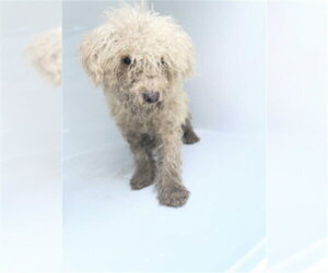 Poodle (Miniature)-Unknown Mix Dogs for adoption in Houston, TX, USA