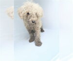 A663572 - Male Poodle (Miniature)-Unknown Mix Dog for Adoption - Small photo