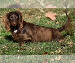 Small #16 Dachshund