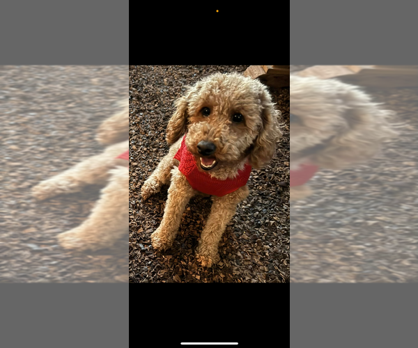 Medium Photo #1 Cockapoo (Miniature) Puppy For Sale in CHRISTIANA, TN, USA