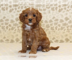 Cavapoo Puppy for sale in DENVER, PA, USA