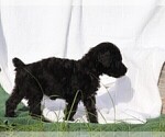 Small Photo #10 Poodle (Standard) Puppy For Sale in LAKE CITY, FL, USA