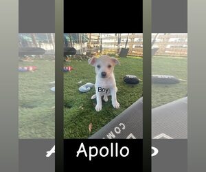 American Pit Bull Terrier-Siberian Husky Mix Dogs for adoption in Turlock, CA, USA