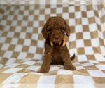 Small #6 Cockapoo (Miniature)