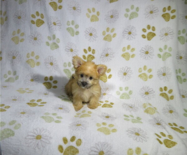 Medium Photo #3 Morkie Puppy For Sale in COOKEVILLE, TN, USA