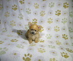 Small #2 Morkie