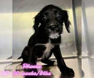 Mutt Dogs for adoption in Woodbury, NY, USA