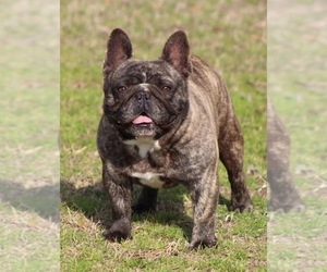 Father of the French Bulldog puppies born on 01/12/2026