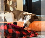 Small #20 Mutt