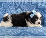Small Photo #3 Pomeranian Puppy For Sale in LINCOLN UNIV, PA, USA