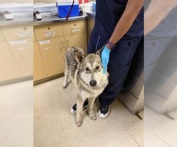 Medium Photo #1 Siberian Husky-Unknown Mix Puppy For Sale in Riverside, CA, USA