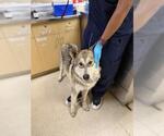 Small Siberian Husky Mix