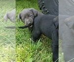 Small #17 Labrador Retriever