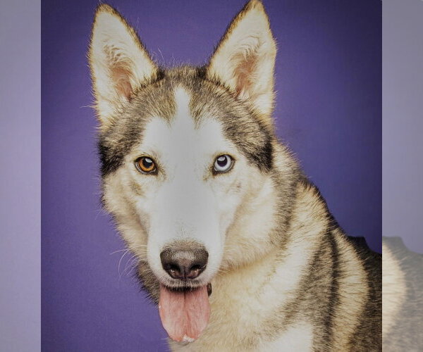 Medium Photo #3 Siberian Husky-Unknown Mix Puppy For Sale in Rockaway, NJ, USA