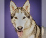 Small #2 Siberian Husky Mix