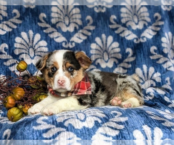 Medium Photo #4 Pembroke Welsh Corgi Puppy For Sale in ELKTON, MD, USA