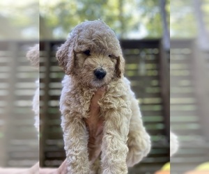Double Doodle Puppy for sale in DACULA, GA, USA
