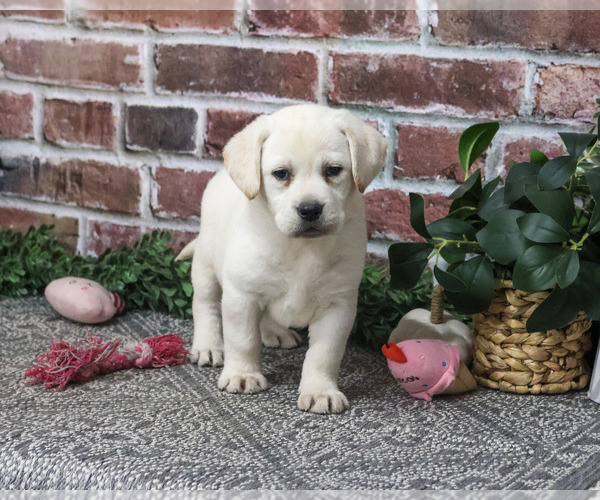 Medium Photo #2 Labrador Retriever Puppy For Sale in SYRACUSE, IN, USA