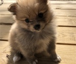 Small Photo #5 Pomeranian Puppy For Sale in LEANDER, TX, USA