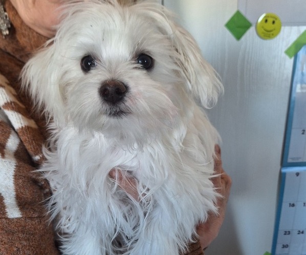 Medium Photo #5 Maltese Puppy For Sale in BEAR RIVER, WY, USA