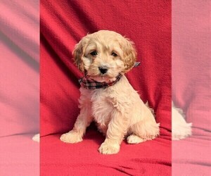 Cock-A-Poo Puppy for sale in LINCOLN UNIV, PA, USA