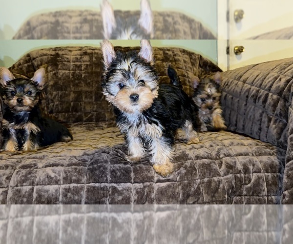 Medium Photo #1 Yorkshire Terrier Puppy For Sale in DETROIT, MI, USA