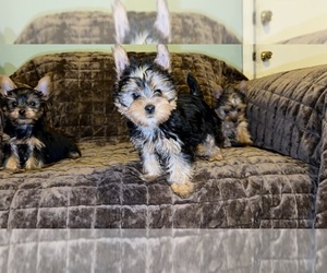 Yorkshire Terrier Puppy for sale in DETROIT, MI, USA