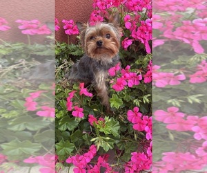 Yorkshire Terrier Puppy for sale in RANCHO BERNARDO, CA, USA