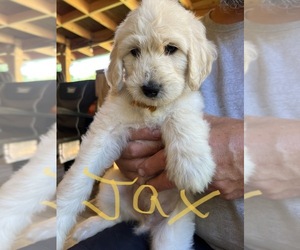 Double Doodle Puppy for sale in HALIFAX, PA, USA