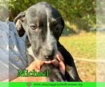 Small #12 Pointer Mix