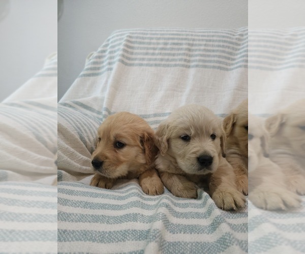 Medium Photo #8 Golden Retriever Puppy For Sale in ELVERTA, CA, USA