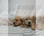 Small #7 Golden Retriever