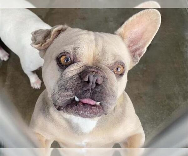 Medium Photo #1 French Bulldog Puppy For Sale in Orange, CA, USA