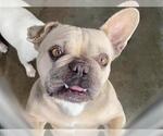 Small French Bulldog