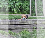 Small #5 Beagle
