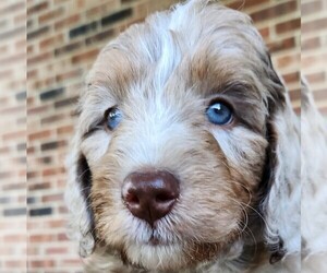 Aussiedoodle Puppy for Sale in COLUMBIA, Tennessee USA