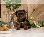 Puppy Diesel Yorkshire Terrier