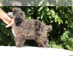 Small #14 Poodle (Miniature)