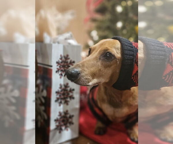 Medium Photo #14 Dachshund Puppy For Sale in Fruitland, SC, USA