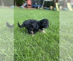 Small Photo #46 Aussiedoodle Miniature  Puppy For Sale in COMMERCE, MI, USA